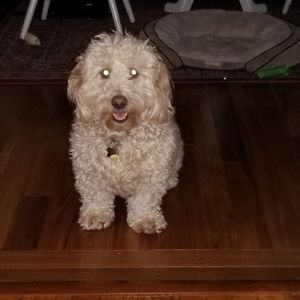 Meet your Posher, QualityCloset